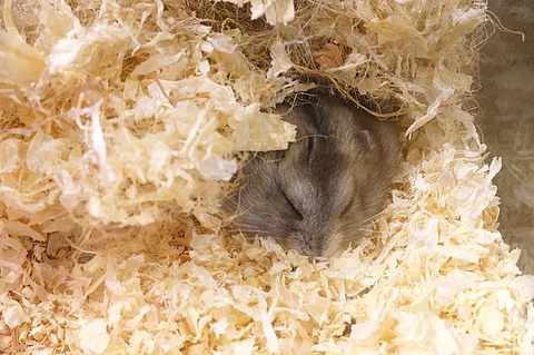 Ein kleiner grauer Hamster schläft gemütlich im Einstreu seines Geheges.