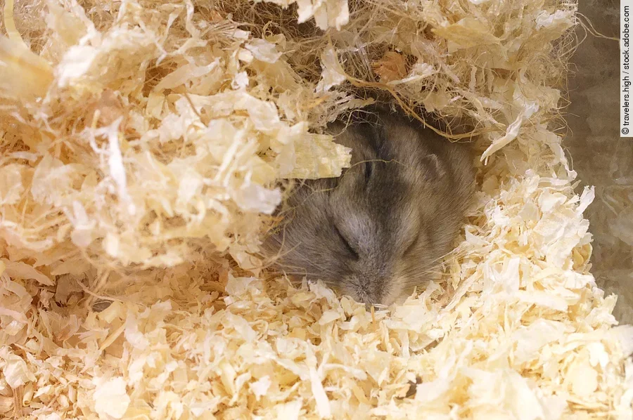 Ein kleiner grauer Hamster schläft gemütlich im Einstreu seines Geheges.