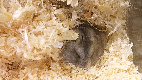 Ein kleiner grauer Hamster schläft gemütlich im Einstreu seines Geheges.