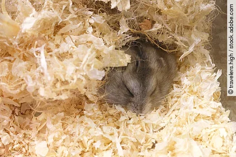 Ein kleiner grauer Hamster schläft gemütlich im Einstreu seines Geheges.