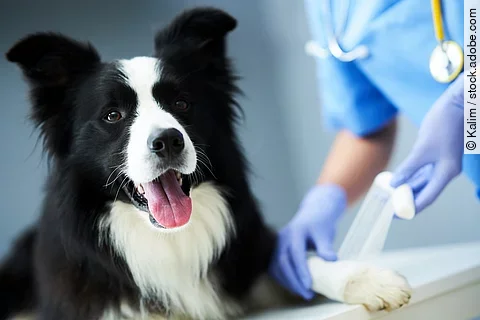 Ein*e Tieräzt*in legt einen Verband bei einem Hund an.