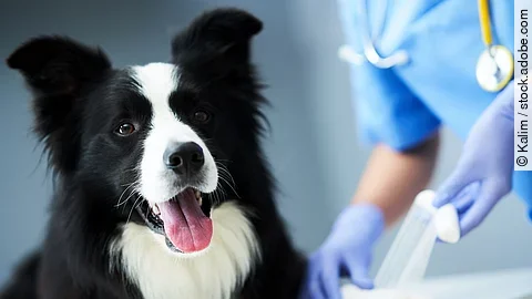 Ein*e Tieräzt*in legt einen Verband bei einem Hund an.