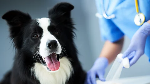 Ein*e Tieräzt*in legt einen Verband bei einem Hund an.