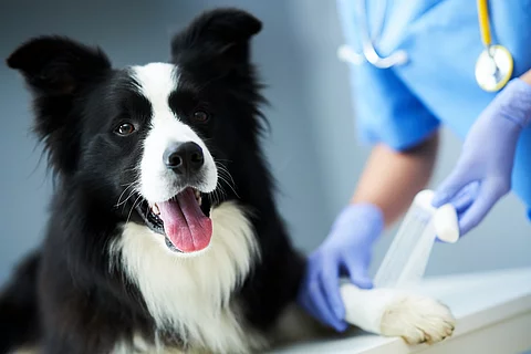 Ein*e Tieräzt*in legt einen Verband bei einem Hund an.