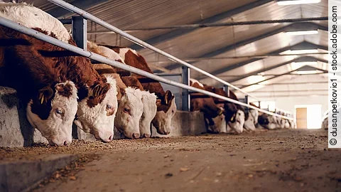 Kühe beim Fressen im Stall