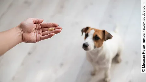 Ein junger Jack Russel Terrier wartend sitzend vor seinem Frauchen, die ihm gleich eine Tablette geben möchte.