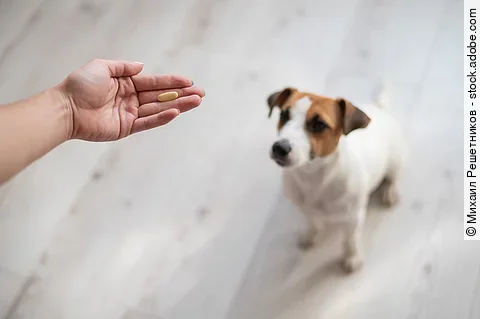 Ein junger Jack Russel Terrier wartend sitzend vor seinem Frauchen, die ihm gleich eine Tablette geben möchte.