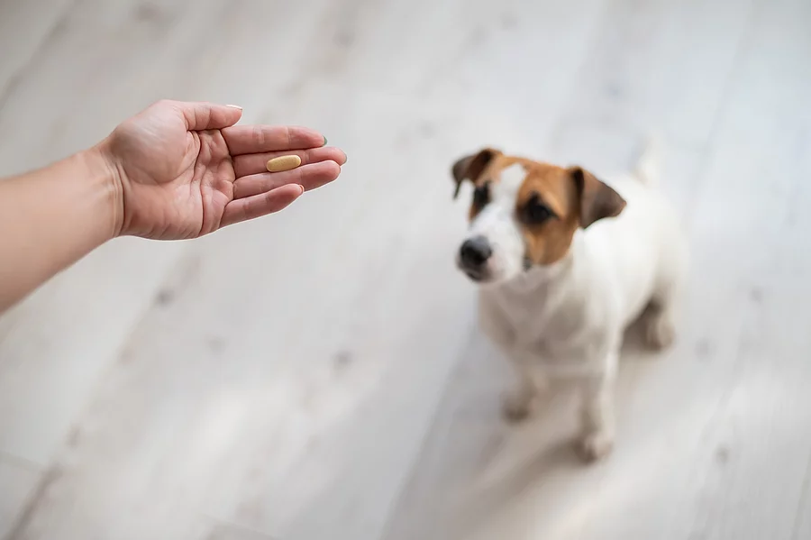 Ein junger Jack Russel Terrier wartend sitzend vor seinem Frauchen, die ihm gleich eine Tablette geben möchte. Ein junger Jack Russel Terrier wartend sitzend vor seinem Frauchen, die ihm gleich eine Tablette geben möchte.