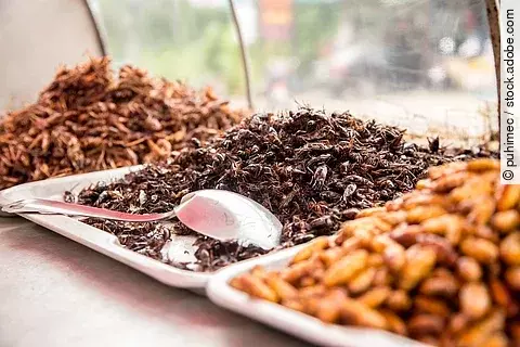 Grashüpfer zum Essen