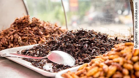 Grashüpfer zum Essen Grashüpfer zum Essen