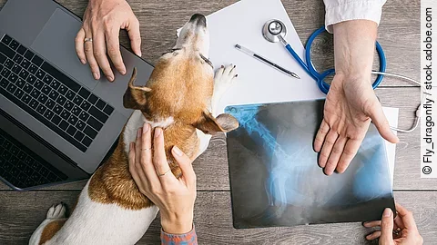 Nahaufnahme von einem liegenden Jack-Russell-Terrier auf einem Holztische zwischen zwei Personen.