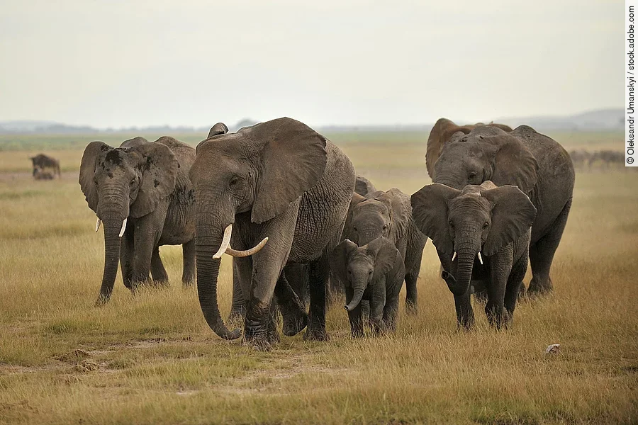 Elefantenherde