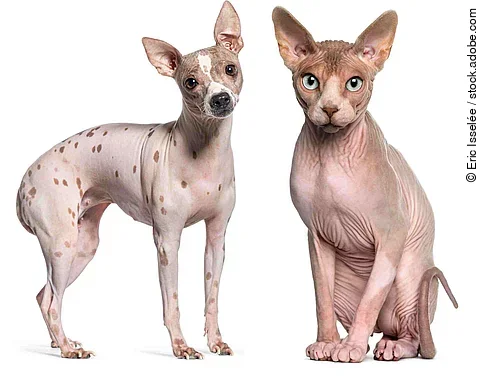 Sphynx (1 year old) sitting