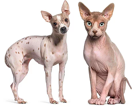 Sphynx (1 year old) sitting