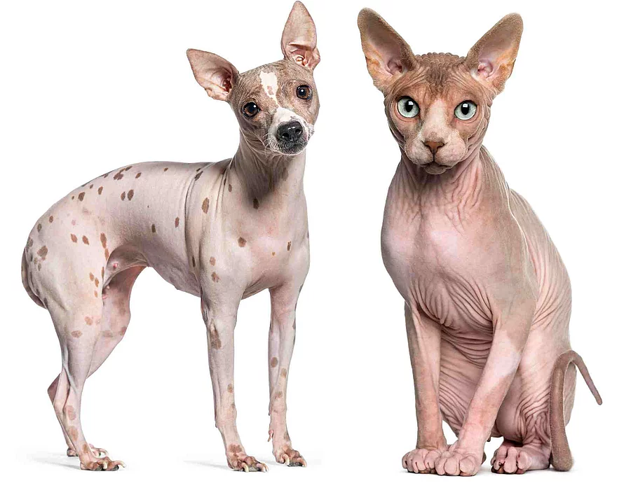 Sphynx (1 year old) sitting