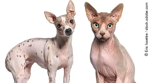 Sphynx (1 year old) sitting