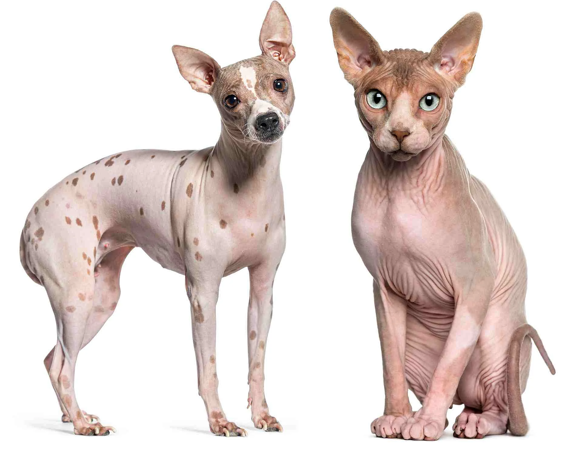 Sphynx (1 year old) sitting