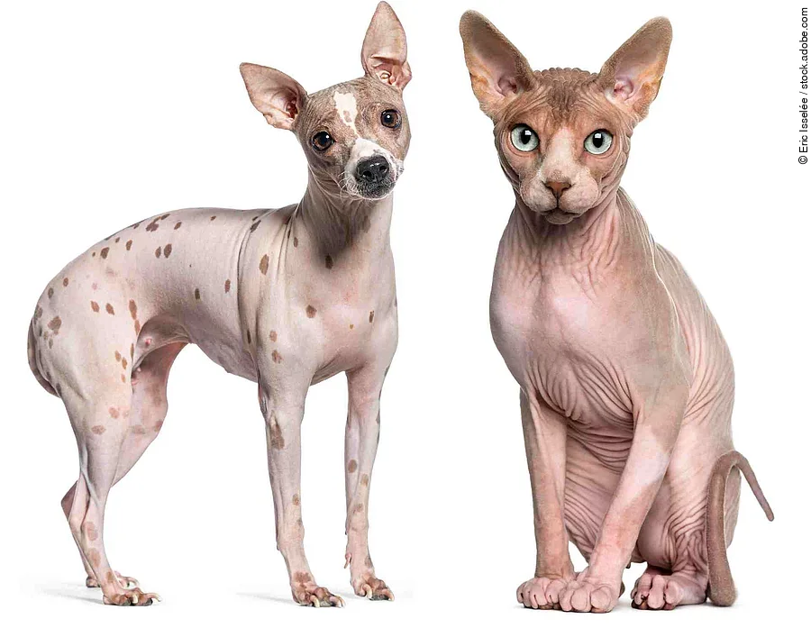 Sphynx (1 year old) sitting