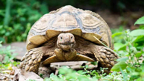 Sulcata tortoise