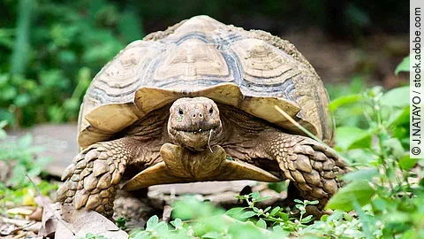 Sulcata tortoise