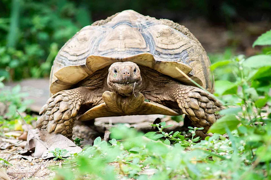 Sulcata tortoise
