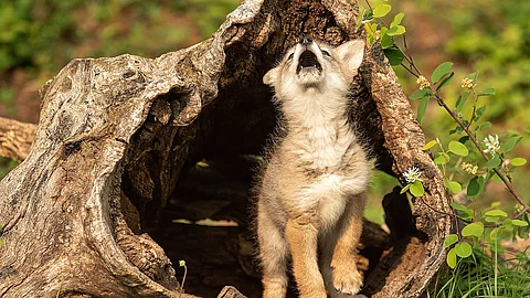 Wolfswelpe