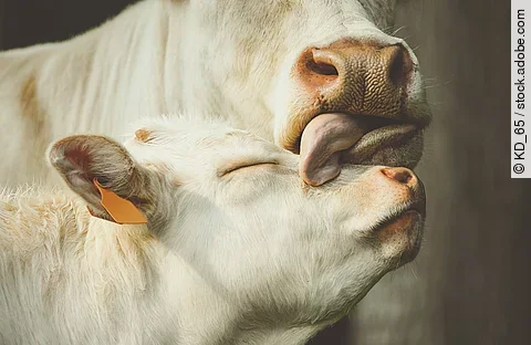 Eine weiße Mutterkuh leckt ihrem ebenfalls weißem Kalb mit der Zunge über das Gesicht. Das Kalb hat dabei die Augen geschlossen und genießt diese Form der Zuneigung.