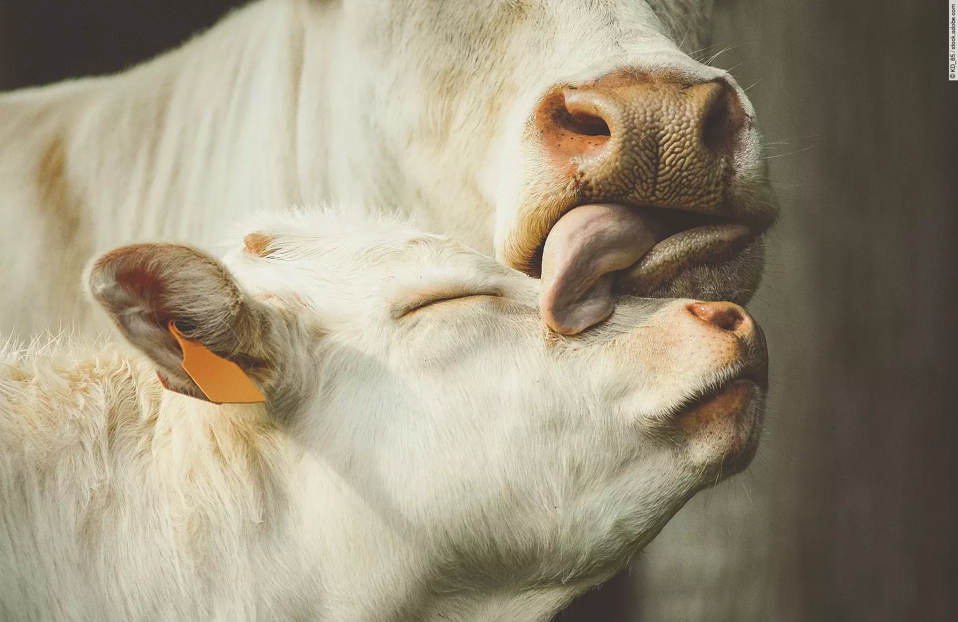 Eine weiße Mutterkuh leckt ihrem ebenfalls weißem Kalb mit der Zunge über das Gesicht. Das Kalb hat dabei die Augen geschlossen und genießt diese Form der Zuneigung.