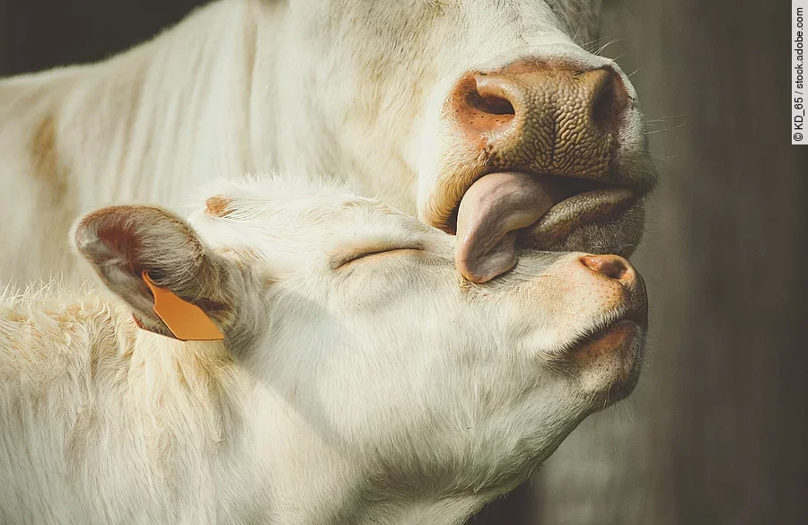 Eine weiße Mutterkuh leckt ihrem ebenfalls weißem Kalb mit der Zunge über das Gesicht. Das Kalb hat dabei die Augen geschlossen und genießt diese Form der Zuneigung. Eine weiße Mutterkuh leckt ihrem ebenfalls weißem Kalb mit der Zunge über das Gesicht. Das Kalb hat dabei die Augen geschlossen und genießt diese Form der Zuneigung.