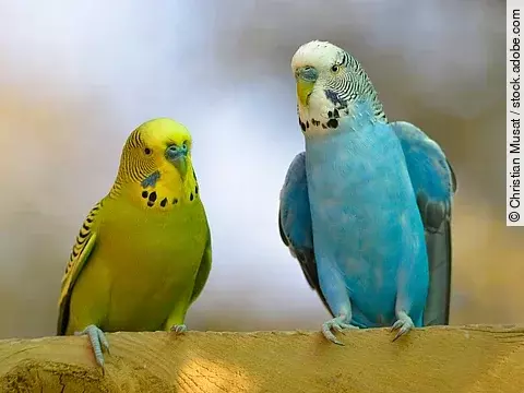 Zwei Wellensittiche (Melopsittacus undulatus) sitzen auf einer Stange und sind von vorne zu sehen. Der rechte Ziervogel ist etwas größer und hat blaue Gefieder, während der andere gelbes Gefieder besitzt.