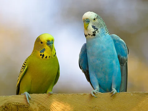 Zwei Wellensittiche (Melopsittacus undulatus) sitzen auf einer Stange und sind von vorne zu sehen. Der rechte Ziervogel ist etwas größer und hat blaue Gefieder, während der andere gelbes Gefieder besitzt.