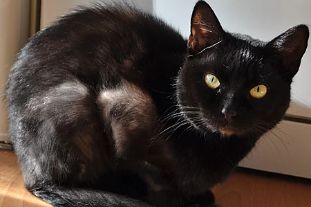 Eine schwarze Katze mit gelben Augen schaut in die Kamera. Ihr Fell weist einige kahle Stellen auf. Eine schwarze Katze mit gelben Augen schaut in die Kamera. Ihr Fell weist einige kahle Stellen auf.