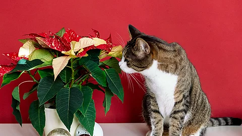 Eine Katze sitzt neben einer Pflanze. Bei der Pflanze handelt es sich um einen Weihnachtsstern, welcher mit Christbaumkugeln geschmückt ist. Die Katze riecht an der Pflanze. Der Hintergrund ist rot.