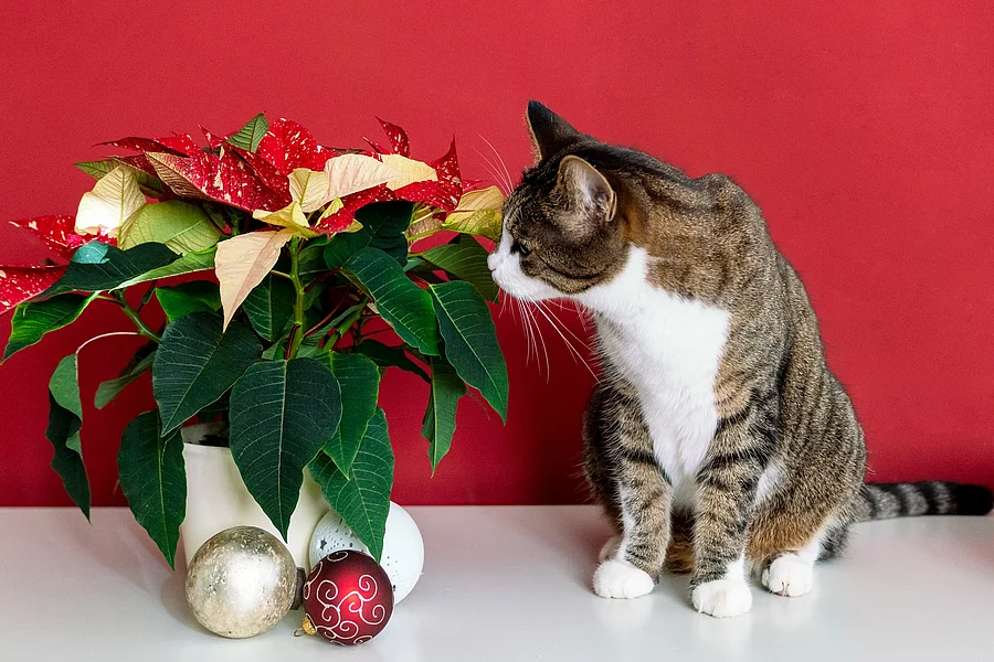 Eine Katze sitzt neben einer Pflanze. Bei der Pflanze handelt es sich um einen Weihnachtsstern, welcher mit Christbaumkugeln geschmückt ist. Die Katze riecht an der Pflanze. Der Hintergrund ist rot.