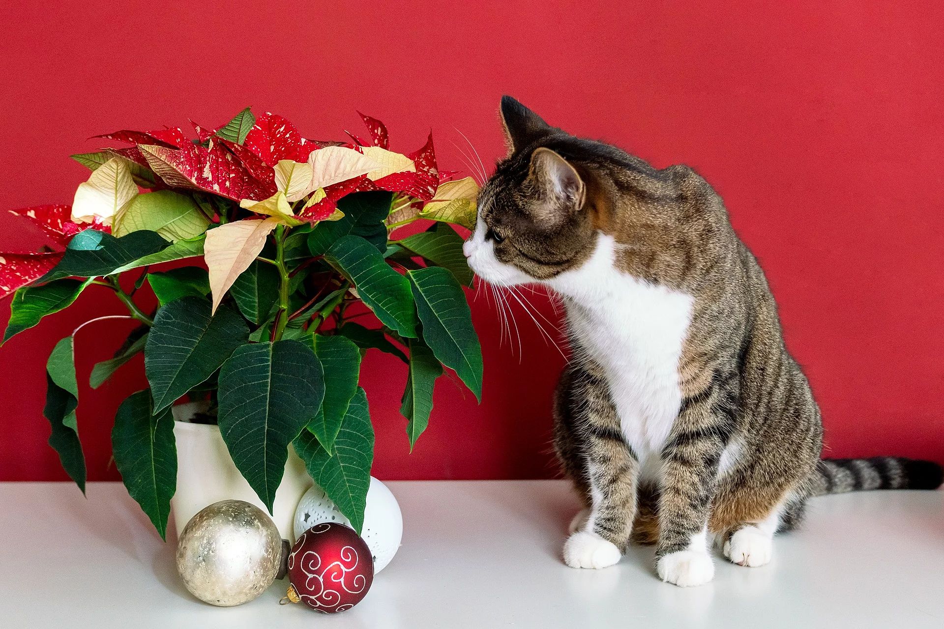 Eine Katze sitzt neben einer Pflanze. Bei der Pflanze handelt es sich um einen Weihnachtsstern, welcher mit Christbaumkugeln geschmückt ist. Die Katze riecht an der Pflanze. Der Hintergrund ist rot. 