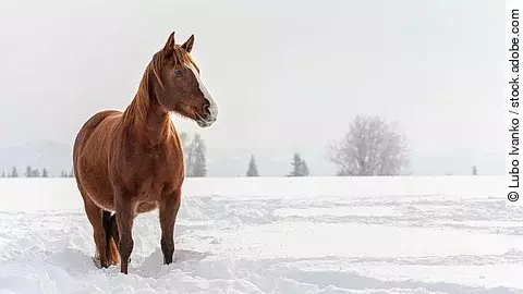 Ein fuchsfarbenes Pferd watet durch verschneites Feld, im Hintergrund stehen verschwommene Bäume. Das Pferd schaut aufmerksam zur Seite. 