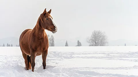 Pferd watet durch verschneites Feld, verschwommene Bäume im Hintergrund. Ein fuchsfarbenes Pferd watet durch verschneites Feld, im Hintergrund stehen verschwommene Bäume. Das Pferd schaut aufmerksam zur Seite.