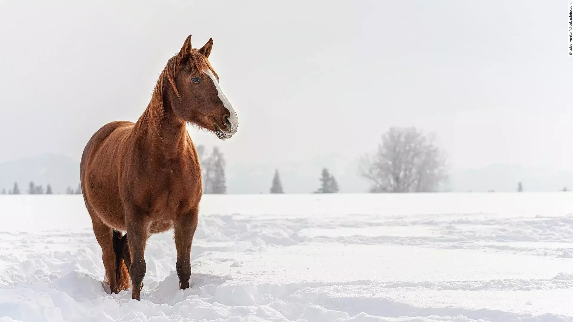 Ein fuchsfarbenes Pferd watet durch verschneites Feld, im Hintergrund stehen verschwommene Bäume. Das Pferd schaut aufmerksam zur Seite. 