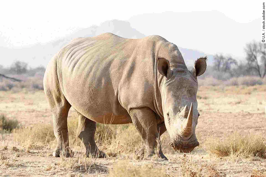 Breitmaulnashorn fressend