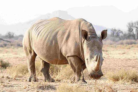 Breitmaulnashorn fressend