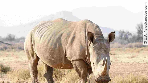 Breitmaulnashorn fressend