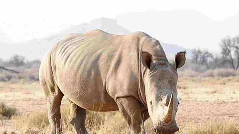 Breitmaulnashorn fressend
