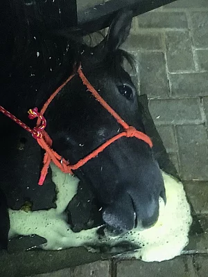 An der AHS-Lungenform verstorbenes Pferd mit schaumigem Nasenausfluss.