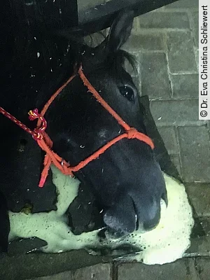 An der AHS-Lungenform verstorbenes Pferd mit schaumigem Nasenausfluss.