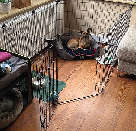 in ängstlicher Hund liegt in einem mit Gittern abgesperrten Bereich in einer Schutzzone.