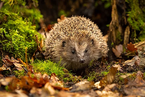 Ein europäischer Igel tarnt sich gut im herbstlichen Laub mitten im Wald.