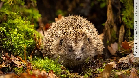 Ein europäischer Igel tarnt sich gut im herbstlichen Laub mitten im Wald.