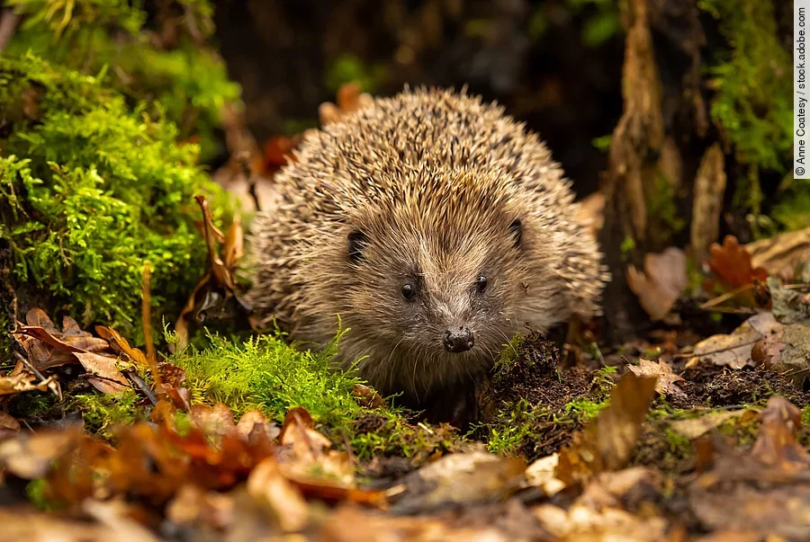 Ein europäischer Igel tarnt sich gut im herbstlichen Laub mitten im Wald.