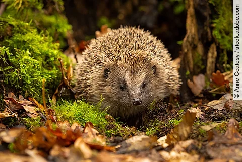 Ein europäischer Igel tarnt sich gut im herbstlichen Laub mitten im Wald.