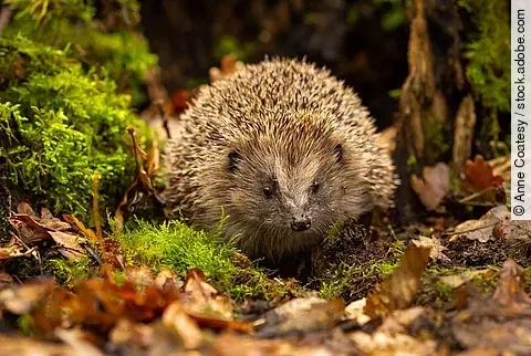 Ein europäischer Igel tarnt sich gut im herbstlichen Laub mitten im Wald.